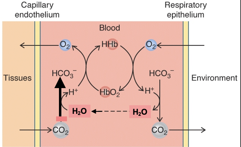acidification is offset by the fact that H can bind directly to Hb and is displaced by O2

Hb acts as pH buffer in blood

O2 binding to Hb at respiratory surface facilitates formation of CO2

release of O2 from Hb in tissues facilitates formation of HCO3

 