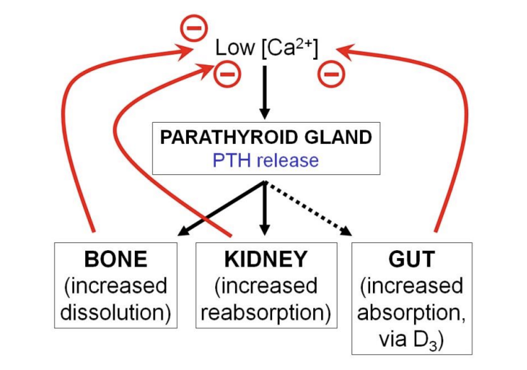 <ol><li><p>bone</p></li><li><p>kidney</p></li><li><p>The gut→ via vit D3</p></li></ol><p></p><p>→ to <strong>increase</strong> plasma calcium levels in a <strong>negative feedback system</strong></p><p><em>PTH receptors are G-protein linked and located on the plasma membrane</em></p><p></p>
