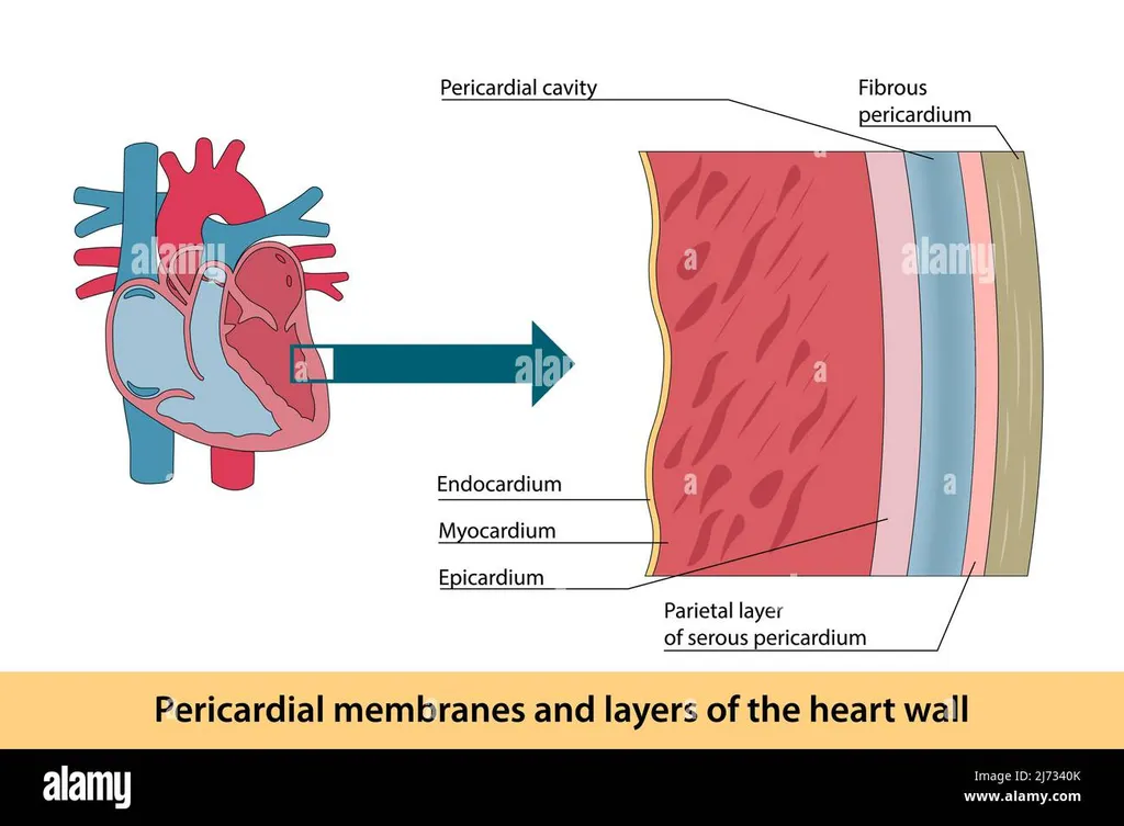 <p><strong>Could serous inflammation be seen in myocardium?</strong></p><ul><li><p><strong>a) yes</strong></p></li><li><p>b) no</p><ul><li><p>because it has serous producing membrane -</p></li></ul></li></ul><p></p>