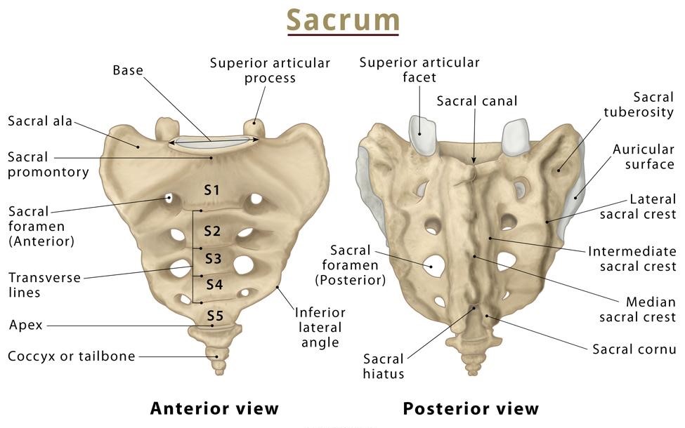 ala, coccyx, median sacral crest, posterior sacral foramen, promontory, sacral cornua, sacral hiatus, superior articular process