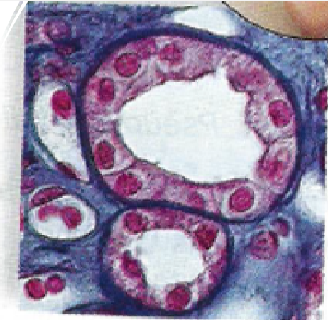 <p>What tissue is this?</p>