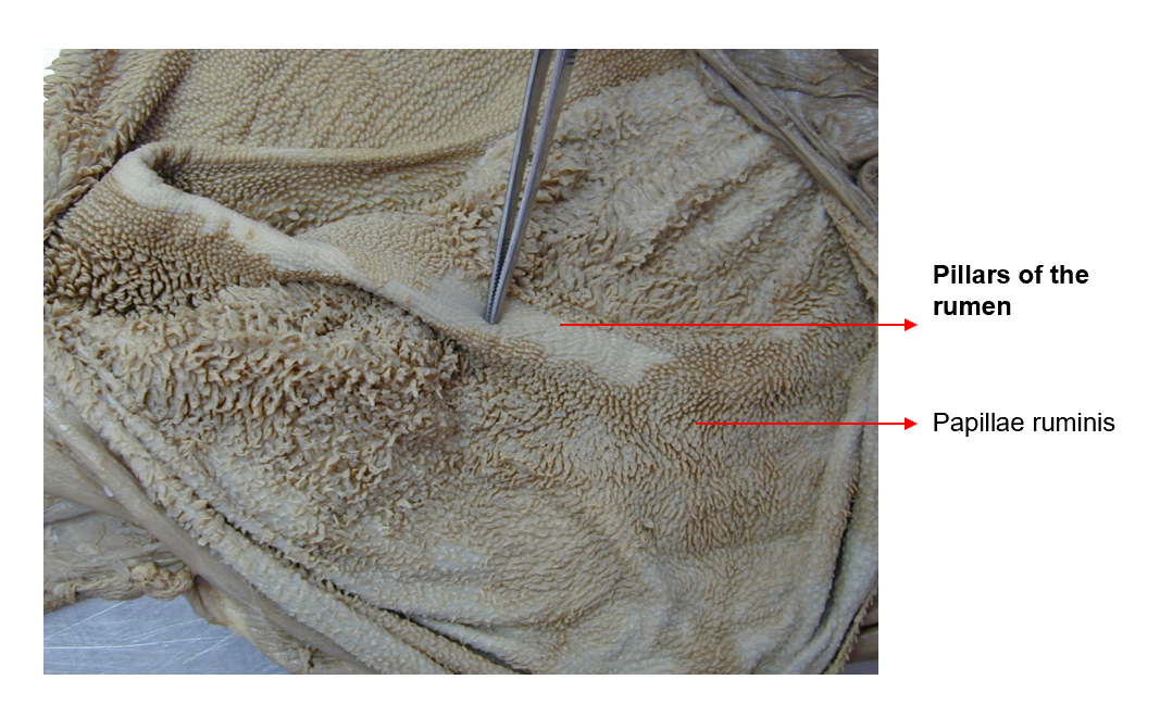 <ol><li><p><strong>plicae ruminis</strong></p></li><li><p><strong>papillae ruminis</strong></p></li></ol><p>Rumen - in left half, from diaphragm to pelvic inlet. We describe facies parietalis, towards diaphragm, left abd. wall + spleen and facies visceralis - towards omasum, abomasum, intestine + pancreas. </p><ul><li><p>curvatura dorsalis et ventralis </p></li></ul><p></p>