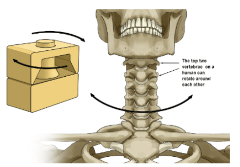 <p>Pivot joint</p>