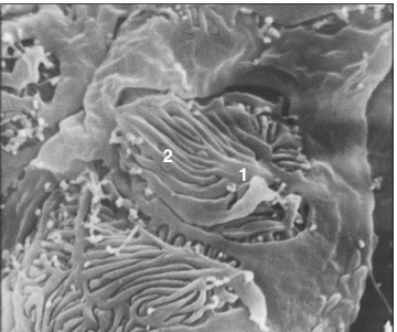 <p>Identify the structure:</p><p>Specie:</p><p>Parts:</p><p>1.__ 2.__ </p><p>Stain used:</p>
