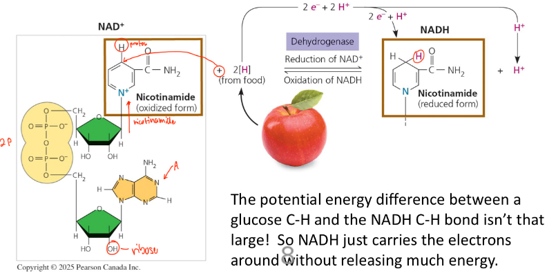 <p><strong>Is an electron transporter (“shuttle”)</strong></p><ul><li><p>Facilitates the electron transfer over multiple steps in the breakdown of glucose</p></li><li><p>It’s a coenzyme and oxidizing agent</p></li><li><p>It can cycle between an oxidized (NAD+) and reduced (NADH) form</p></li></ul><p></p>
