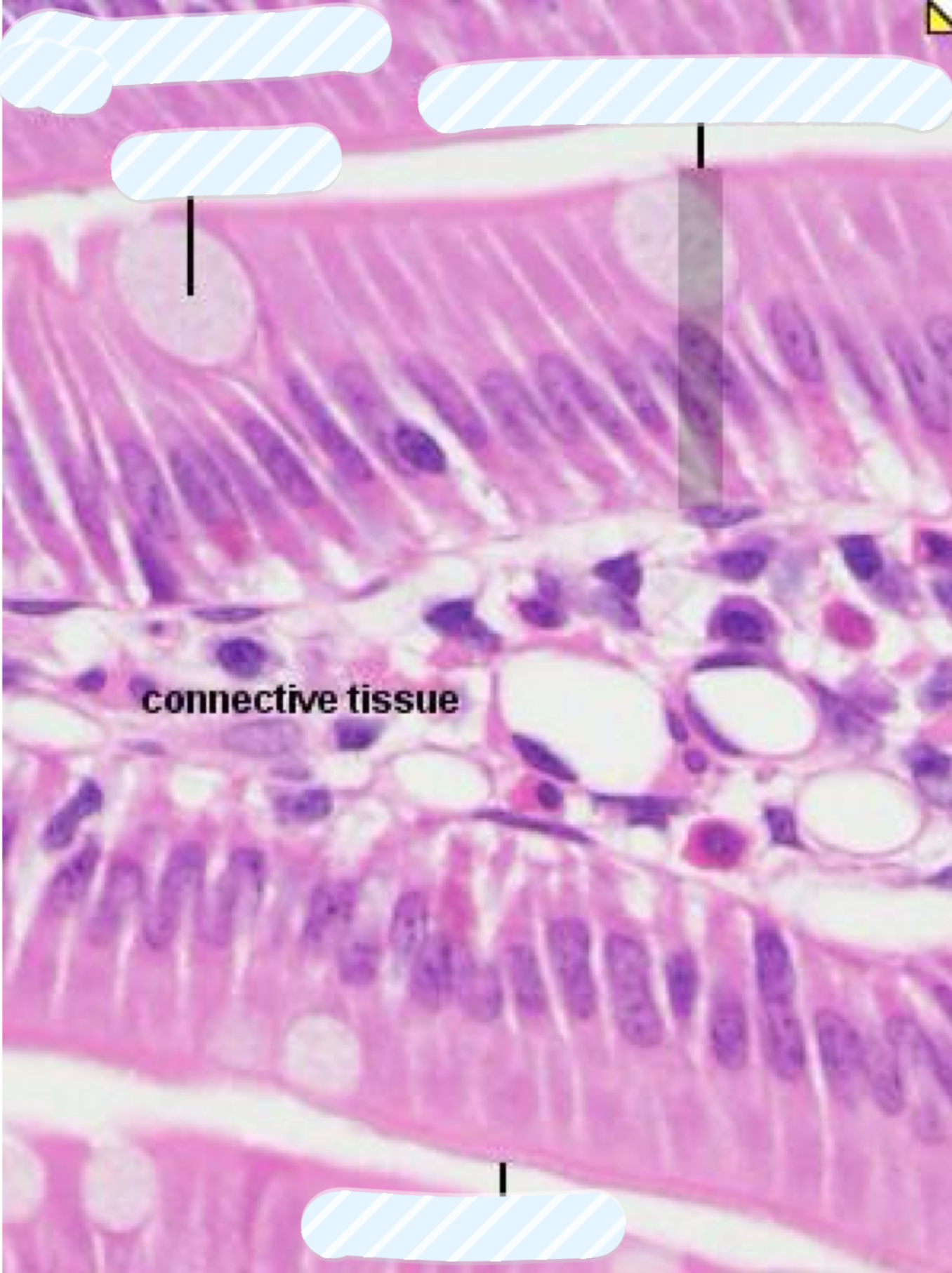 knowt flashcard image
