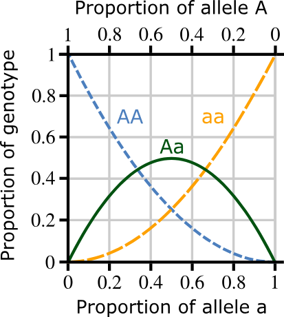 <ul><li><p>p + q = 1, where 'p' is the frequency of one dominant allele and 'q' is the frequency of the other recessive allele.<span>&nbsp;</span></p></li><li><p>p² + 2pq + q² = 1, where p² is the frequency of the homozygous dominant genotype, 2pq is the frequency of the heterozygous genotype, and q² is the frequency of the homozygous recessive genotype</p></li></ul><p></p>