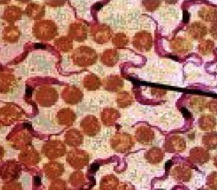 <p>True/false; the organism being pointed at is parasitic </p>