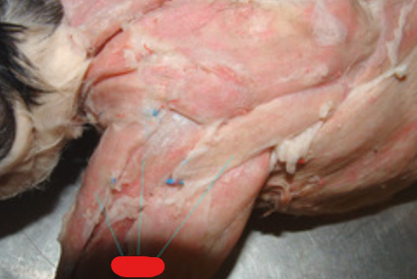 knowt flashcard image