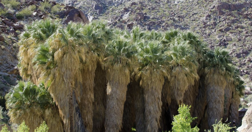 <p>Dominant plant of CD (4/4)</p><ul><li><p>at an oasis</p></li></ul><p></p>