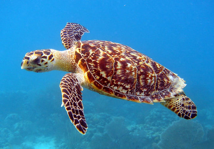 <p>hǎi guī (sea turtle)</p>