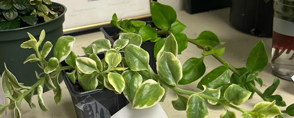 <ul><li><p>simple leaf</p><ul><li><p>succulent leaf (full of water)</p></li><li><p>feel leaf and it will break on you</p></li></ul></li><li><p>leaf is smooth</p></li><li><p>leaf can be variegated or unvariegated</p></li><li><p>will not be weedy</p></li><li><p>prostrate groundcover</p></li><li><p>grow very well in baskets/hanging pots</p></li><li><p>HUGE pollinator attractor</p></li></ul><p></p>