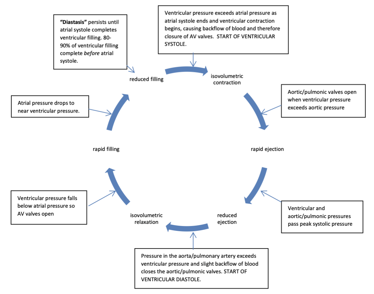 <p>isovolumetric contraction, rapid ejection, reduced ejection, isovolumetric relaxation, rapid filling, reduced filling</p>