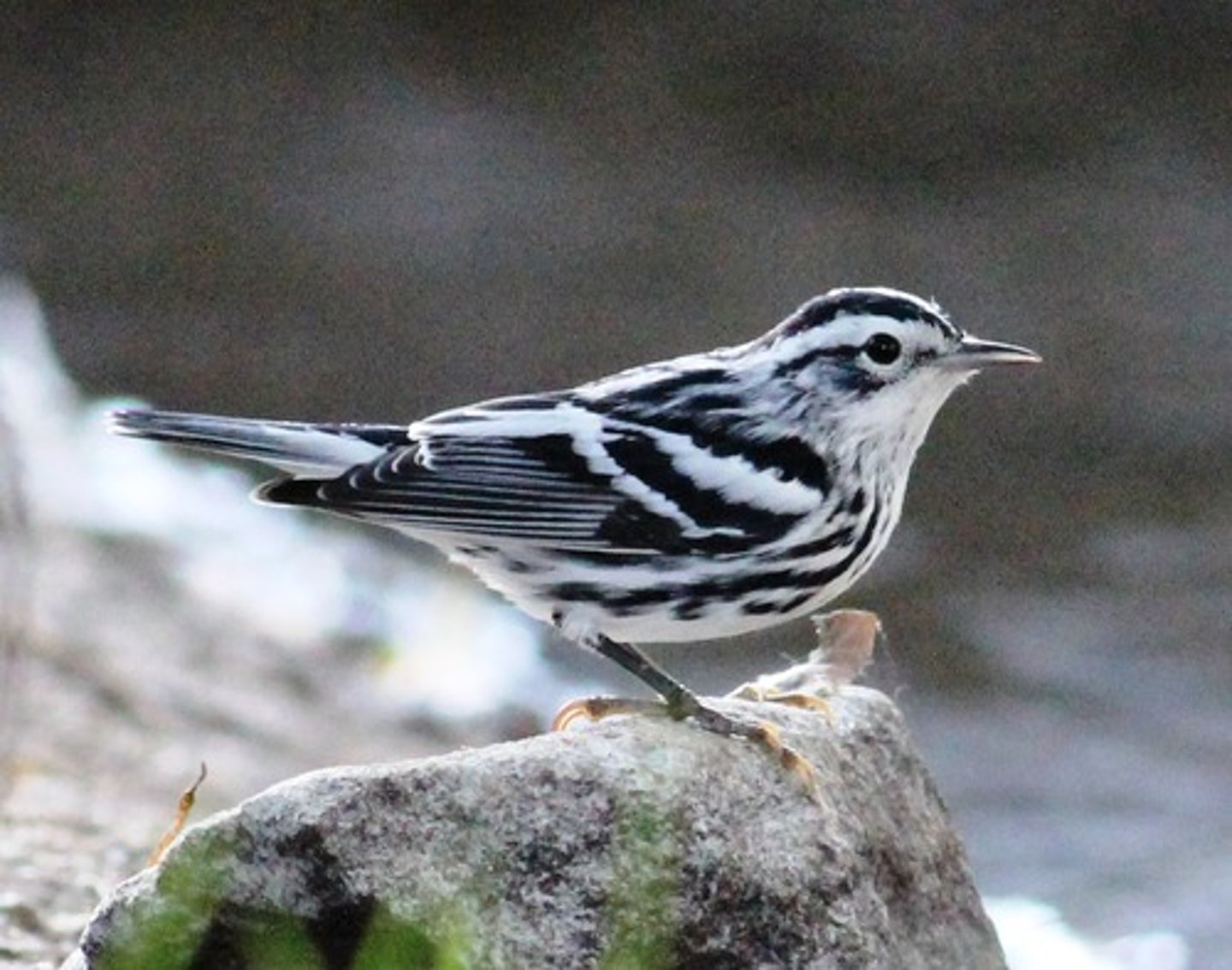 <p>Passeriformes</p><p>boldly streaked, can have some yellow-ish on belly, streaked back</p>