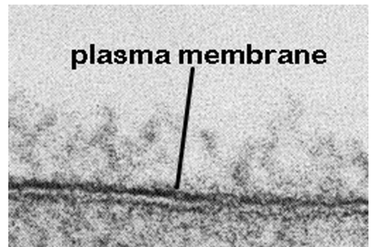 <p>How thick is the plasma membrane and how is it observed?</p>