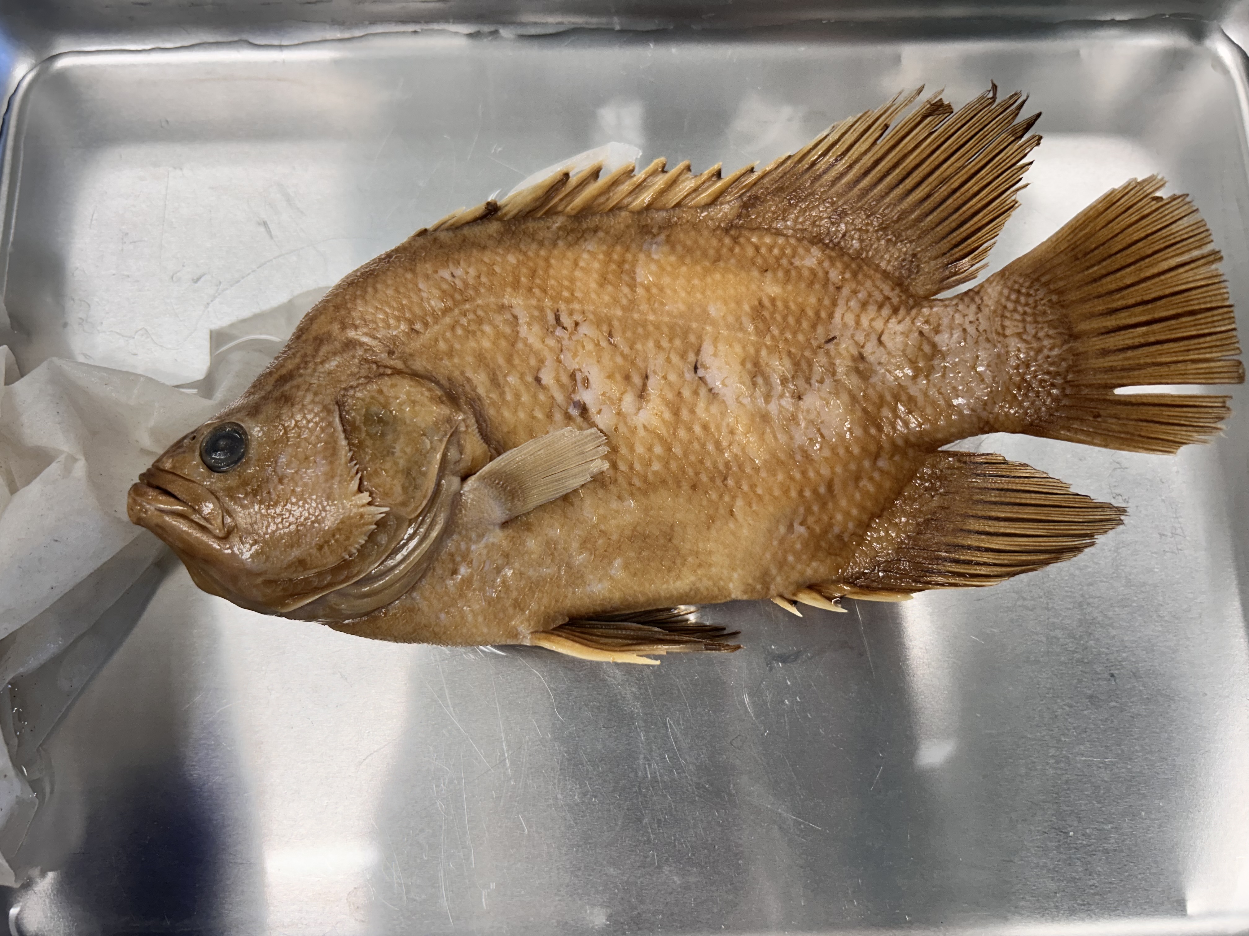 <p>Atlantic tripletail</p>