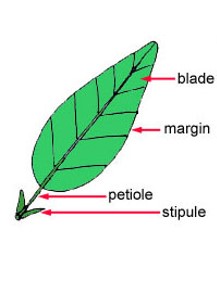 * Leaf blade or lamina
* Petiole
* Stipules:   attachments at the base of the leaf
* Sessile leaves: lack petiole, leaf base can be expanded into sheath   encircling the stem


* Simple leaves: blade not divided into distinct parts