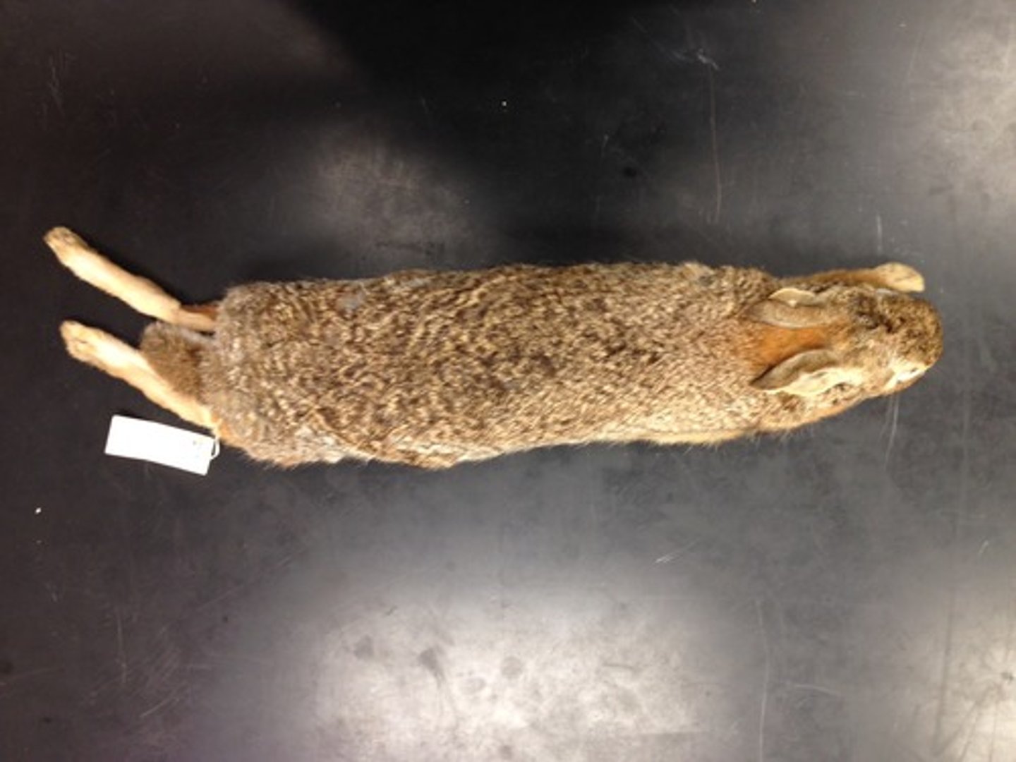 <p>Infraclass, clade, order, family?</p>