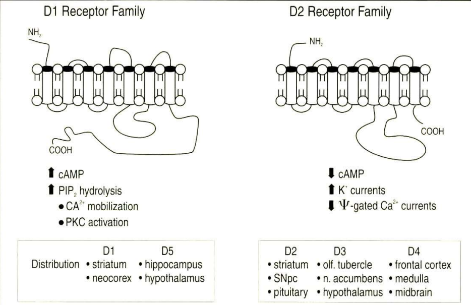 <p>- D1 familie (=excitatorisch): D1 en D5 receptoren</p><p>- D2 familie (=inhibitorisch): D2, D3 en D5 receptoren</p>