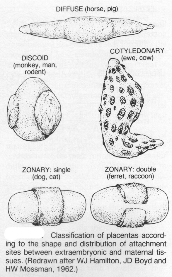 <ul><li><p>based on gross appearance of the definitive placental zone</p></li><li><p><mark data-color="purple">diffuse</mark></p><ul><li><p>placental zone covers almost entire surface of chorionic sac</p></li><li><p>horse &amp; pig</p></li></ul></li><li><p><mark data-color="purple">cotyledonary</mark></p><ul><li><p>placental zone restricted to specialised cotyledons</p></li><li><p>cotyledons develop in respponse to chorionic contact &gt; caruncles</p></li><li><p>caruncles permanent arranged in rows</p><ul><li><p>70-140 in cows</p></li><li><p>88-110 in sheep</p></li><li><p>160-180 in goats</p></li></ul></li><li><p>cotyledon &amp; caruncle &gt; placentome</p></li></ul></li><li><p><mark data-color="purple">zonary</mark></p><ul><li><p>placental zone in band around central region</p></li><li><p>complete in dogs &amp; cats incomplete bears &amp; mustelids (ferrets, skunk, weasels)</p></li><li><p>trophoblast modified &amp; invades endometrium</p></li></ul></li><li><p><mark data-color="purple">discoid</mark></p><ul><li><p>placental area 1 or 2 disc shaped area</p></li><li><p>man, rodents 1 disc</p></li><li><p>monkeys 2 discs</p></li></ul></li></ul>
