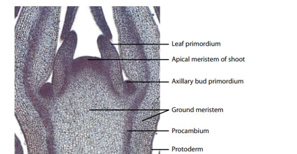 <p>SHOOT apical meristem</p>