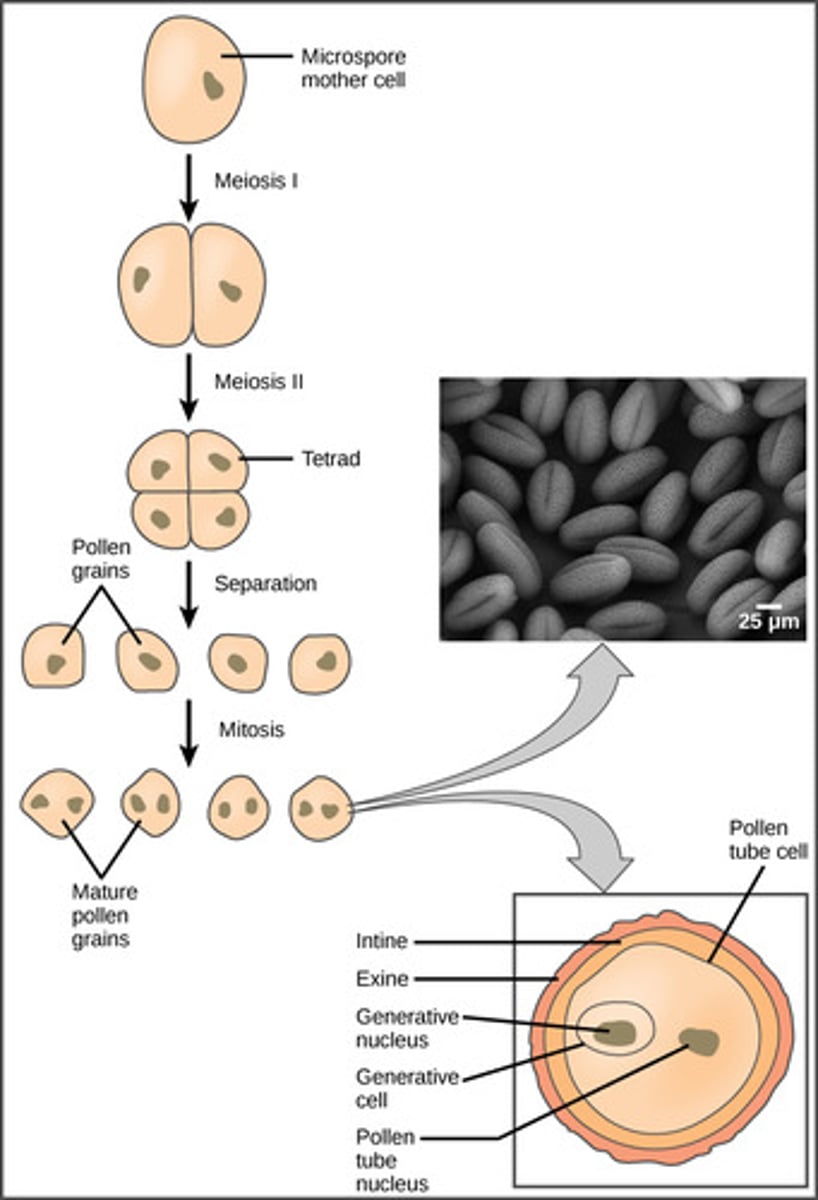 <p>pollen grains<br><br>(Note: immature male <br>gametophyte with hard <br>covering)</p>