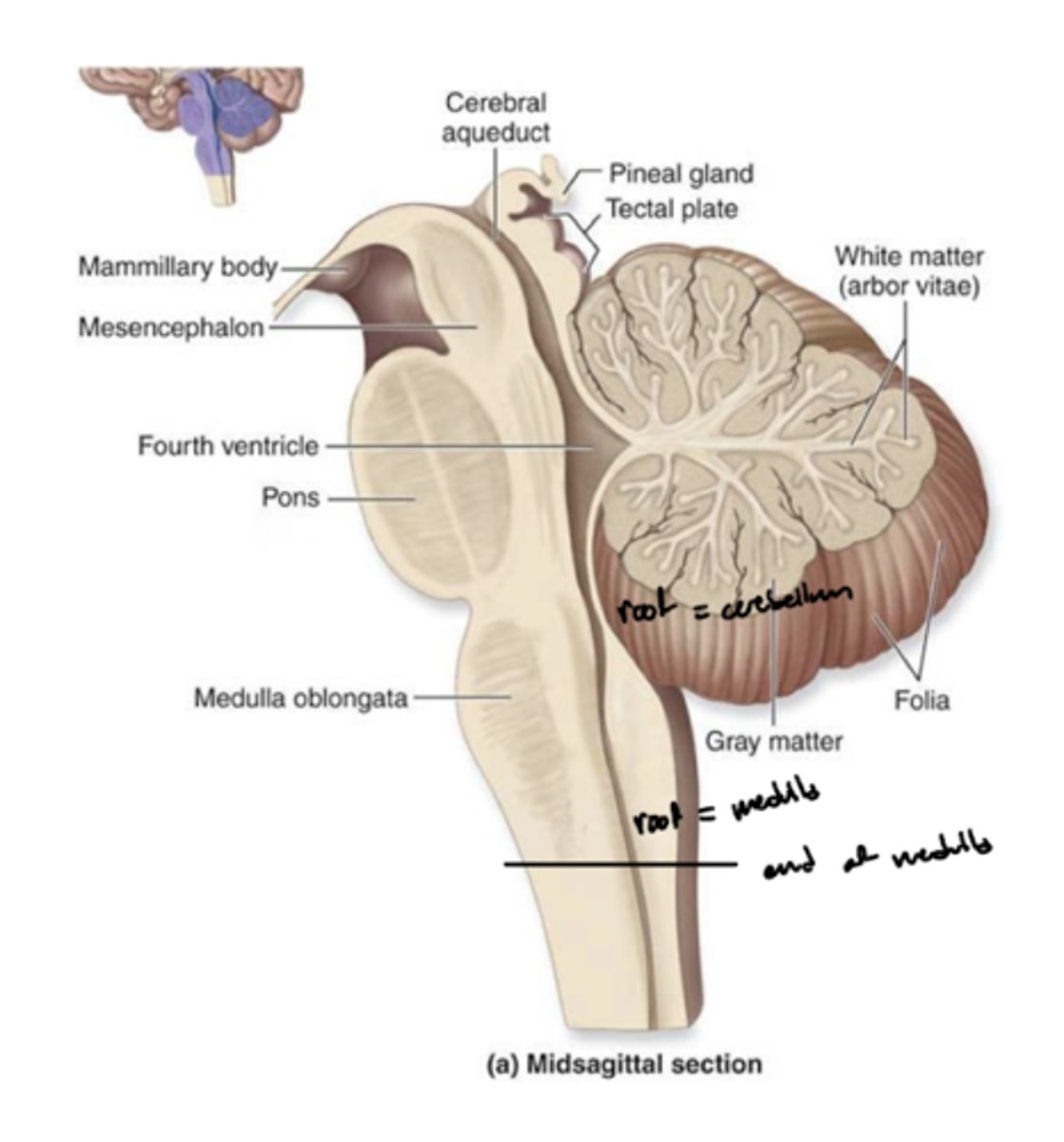 <p>medulla</p><p>cranial medulla -- "open" half</p><p>caudal medulla -- "closed" half</p>