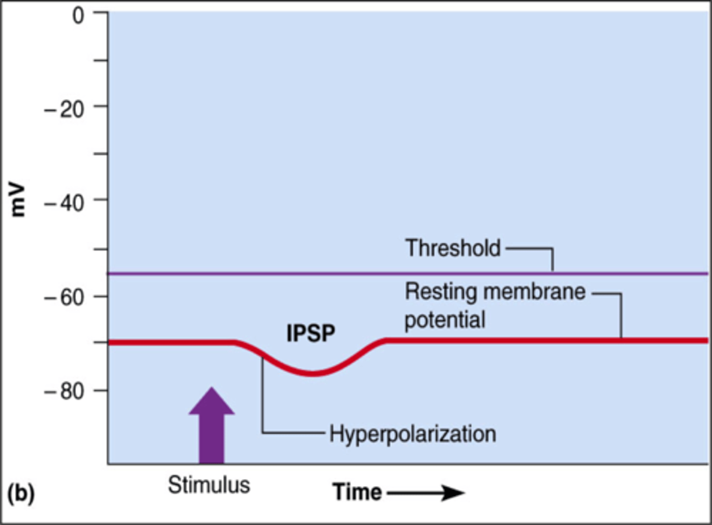 <p>a change in membrane potential which pushes the neuron farther from threshold (hyperpolarizes it)</p>