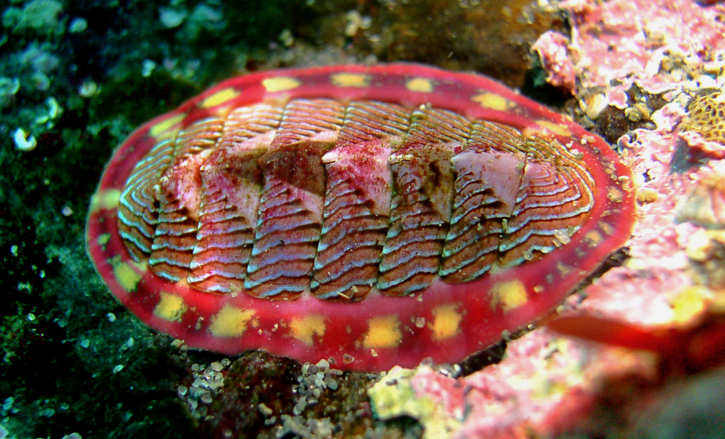 <ul><li><p>Known as chitons</p></li><li><p>Flattened and elongated</p></li><li><p>Found on hard substrates, many are intertidal </p></li><li><p>8 dorsal plates that overlap</p></li><li><p>Mantle forms a thick girdle that can obscure plates</p></li><li><p>Broad ventral foot with pedal waves</p></li><li><p>Mantle encircles foot</p></li><li><p>6-80 pairs of ctenidia </p></li><li><p>1 pair of nephridia</p></li><li><p>No eyes, tentacles, or sugar glands</p></li></ul><p></p>