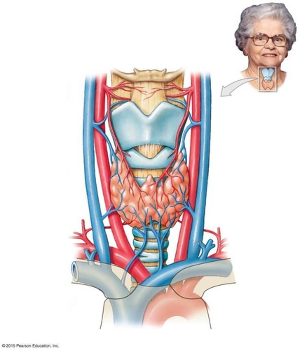 <p>It lies inferior to the thyroid cartilage of the larynx.</p>