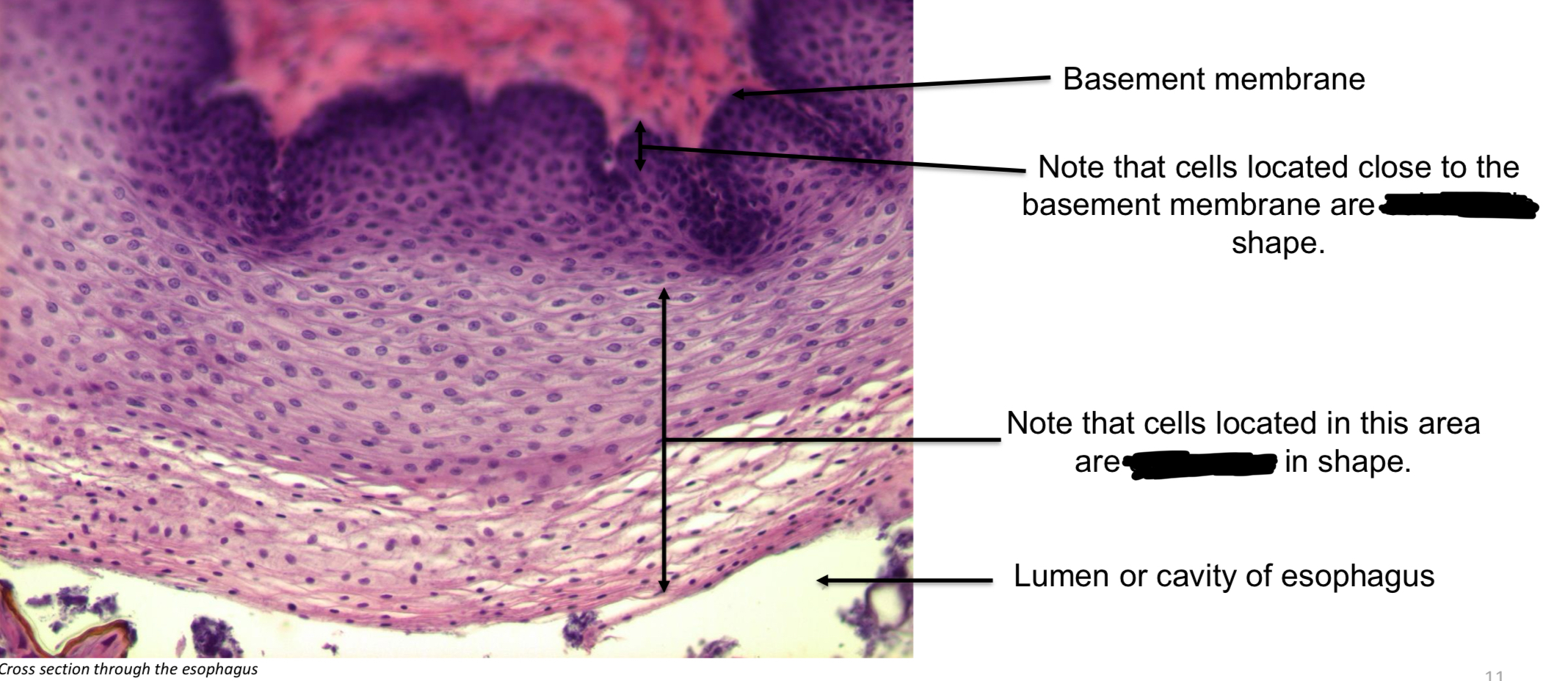 term image