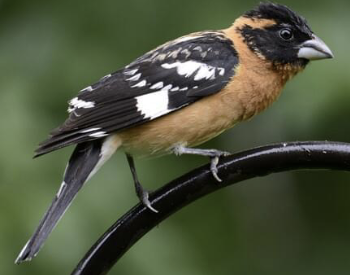 <ul><li><p>large member of cardinal family</p></li><li><p>very thick bill</p></li><li><p>rusty colored body with black head and black & whites wings</p></li><li><p>eats seeds, buds, fruits, and insects in upper canopy of trees</p></li><li><p>Migrates to Mexico in winter</p></li><li><p>Jolly sound of Mixed Coniferous Forest</p></li><li><p>In spring and summer their melodic song of rising and falling notes is a common sound of the forest</p></li></ul><p></p>