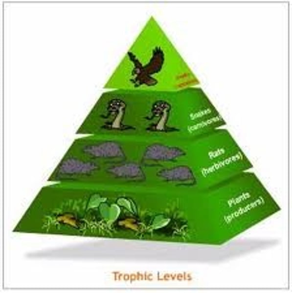 <p>Producers -&gt; Primary Consumers -&gt; Secondary Consumers -&gt; Tertiary Consumers -&gt; Quaternary Consumers</p>