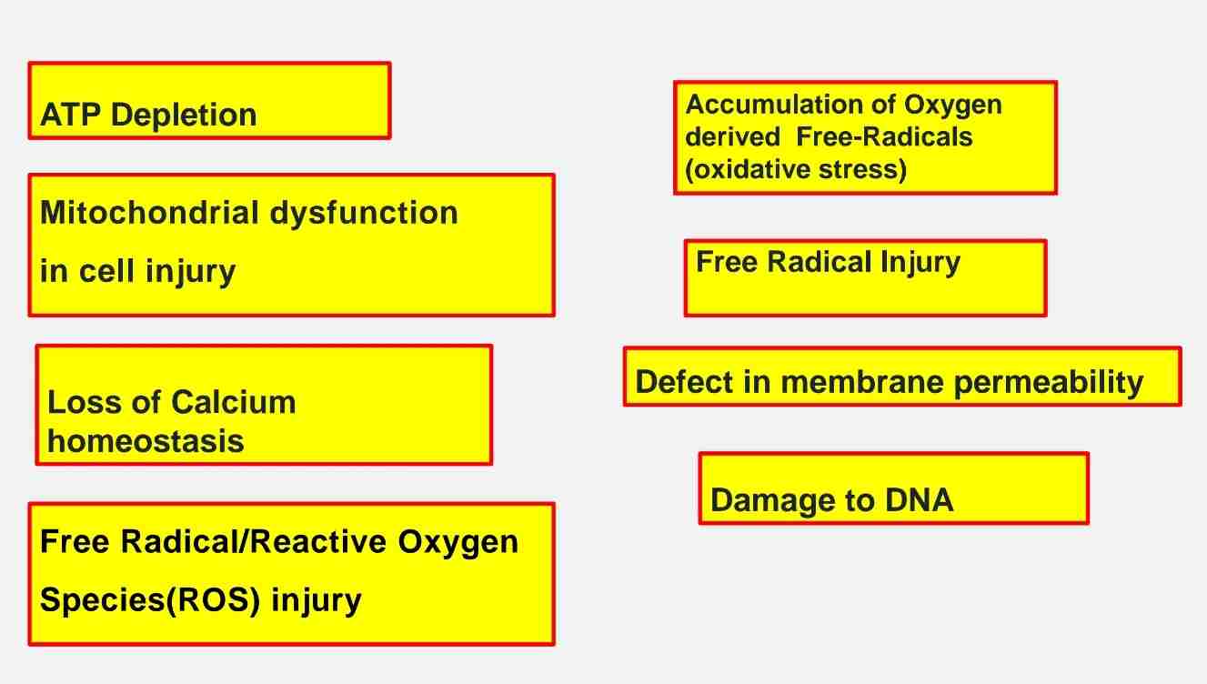 <ul><li><p>ATP depletion </p></li><li><p>Mitochondrial damage </p></li><li><p>Infux of intracellular calcium &amp; loss of calcium homeostasis </p></li><li><p>Accumulation of oxygen derived free-radicals (oxidative stress)</p></li><li><p>Defect in membrane permeability </p></li><li><p>Damage to DNA &amp; proteins </p></li></ul>