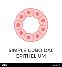 <p>explain the Simple Cuboidal epithelium</p>