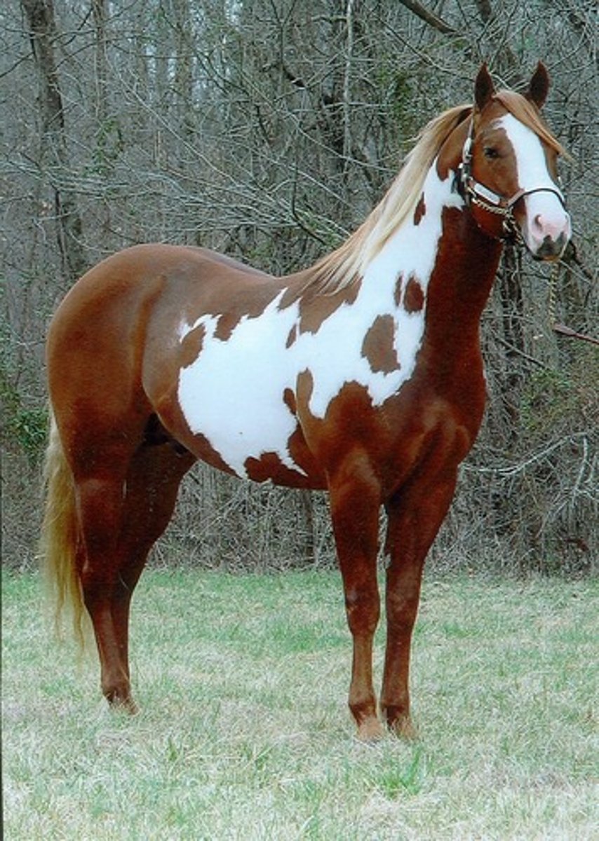 <p>Spanish &amp; Native American horse that was sought after by the cowboys; splash of color that comes with different patterns and names: white with another color.</p>