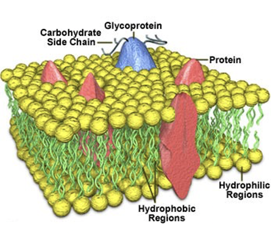 * Molecules will orientate to exclude water from the lipophilic fatty acid tails
* The structure of phospholipids gives them good membrane forming properties 
* Allow formation of cell and individual compartments in biological systems


* Allow control of chemical environment
  * Allow selective transport of particular cellularcomponents


* Allow cell recognition
  * Contain receptors for specific signal compounds