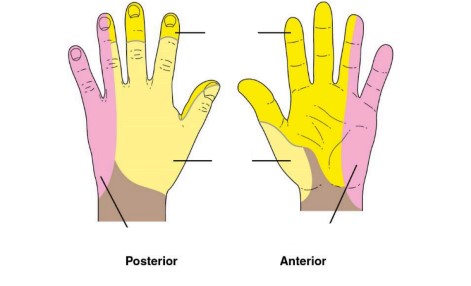 <p>what nerve innervates the bottom yellow</p>