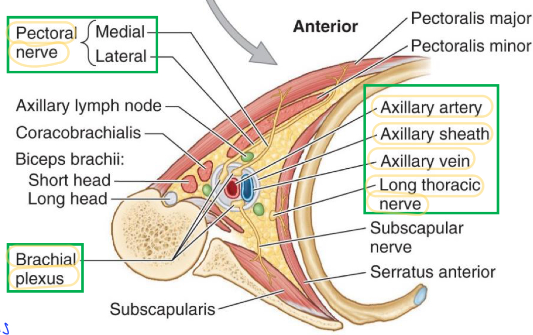 <ol><li><p>Pectoral nerve</p></li><li><p>Brachial plexus</p></li><li><p>Axillary artery</p></li><li><p>Axillary sheath </p></li><li><p>Axillary vein</p></li><li><p>Long Thoracic nerve</p></li></ol>