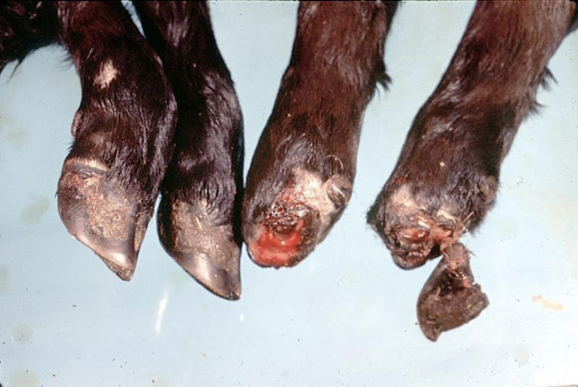 <p>What is this an image of?</p>