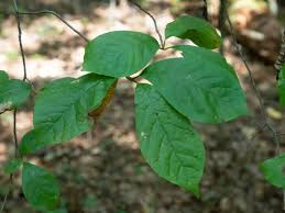 Notice the pinched end of the leaf