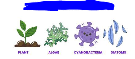 <p>Organisms that produce their own food, i.e. fix their own carbon, through the use of light energy.</p>