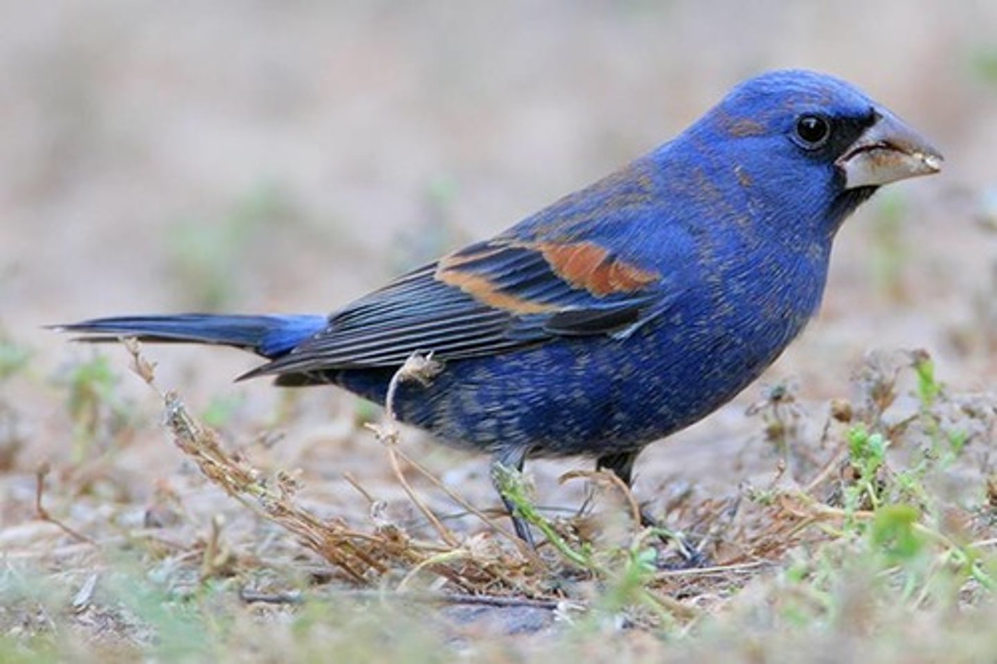 <p>Cardinalidae</p>