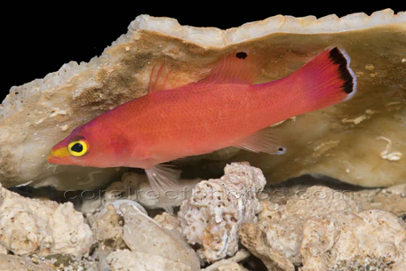 <p>Body and fins are red</p><p>yellow band from snout to tip of eyes</p><p>The caudal fin has a bluish/white margin and an inner black band</p><p>dorsal and anal fins have small black spots and bluish white margins at tips</p><p>spot on anal fin, but can be small or absent</p>