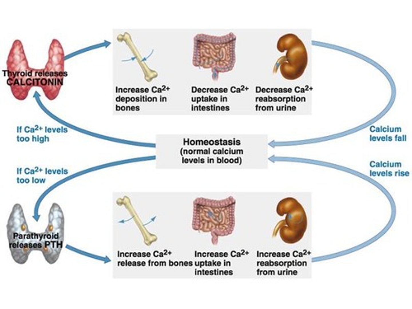 <p>It deposits calcium into bones from the bloodstream.</p>