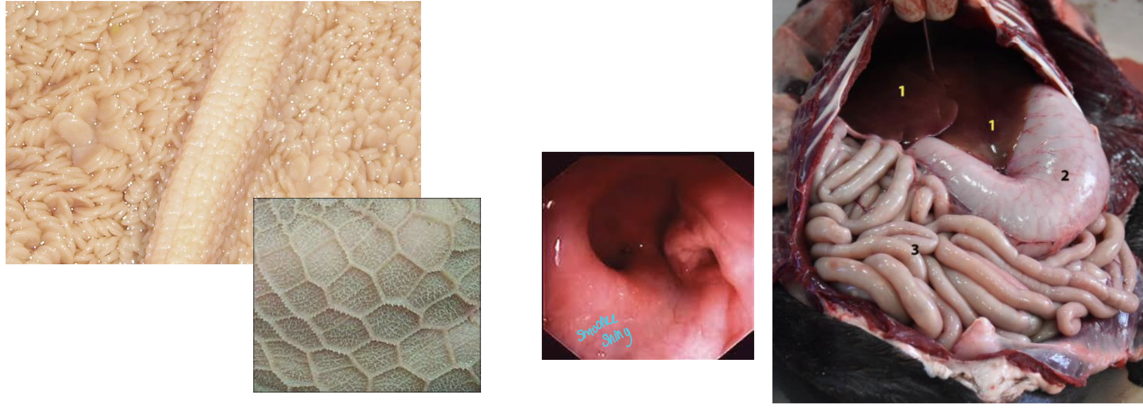 **Normal** mucosal and serosal surfaces should be **smooth and shiny**.

**EXCEPT FOR - the Rumen** whose mucosal surface/ papillae have a roughened, dull appearance. 