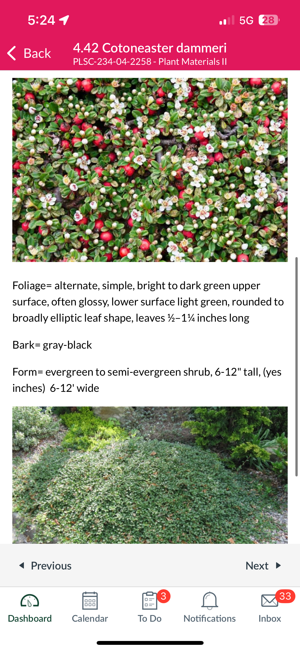 <p>Cotoneaster dammeri</p>