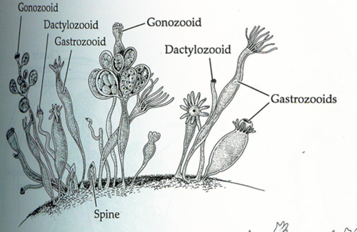 gastrozoid