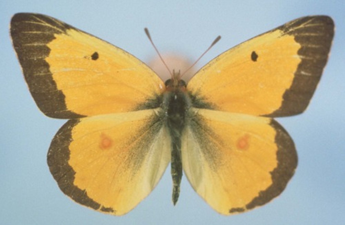 <p>Butterfly Family</p>