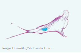 <p>Cytoskeleton</p>